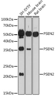 PSEN2 Rabbit pAb