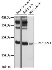 Rac1/2/3 Rabbit pAb