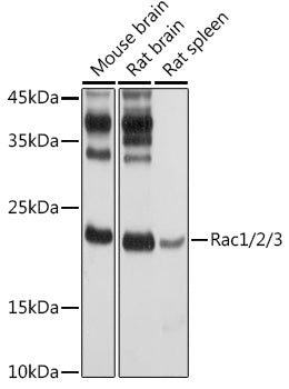 Rac1/2/3 Rabbit pAb