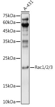 Rac1/2/3 Rabbit pAb
