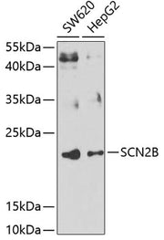 SCN2B Rabbit pAb