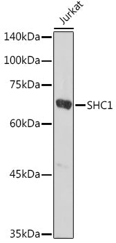 SHC1 Rabbit pAb