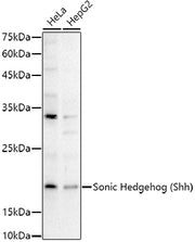Sonic Hedgehog (Shh) Rabbit pAb