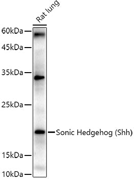 Sonic Hedgehog (Shh) Rabbit pAb