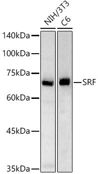 SRF Rabbit pAb