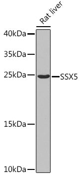 SSX5 Rabbit pAb