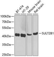 SULT2B1 Rabbit pAb