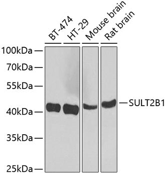 SULT2B1 Rabbit pAb