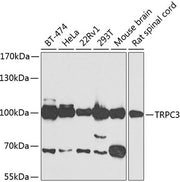 TRPC3 Rabbit pAb