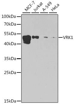 [KO Validated] VRK1 Rabbit pAb