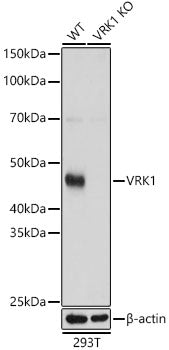 [KO Validated] VRK1 Rabbit pAb