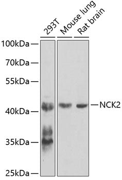 NCK2 Rabbit pAb