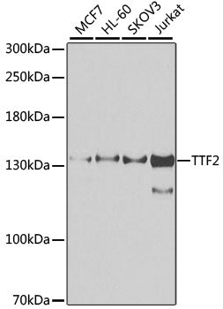 TTF2 Rabbit pAb