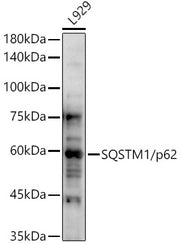 SQSTM1/p62 Rabbit pAb