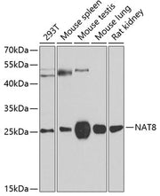 NAT8 Rabbit pAb