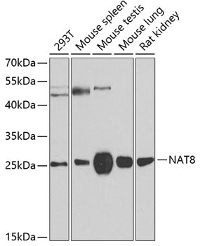 NAT8 Rabbit pAb