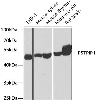 PSTPIP1 Rabbit pAb
