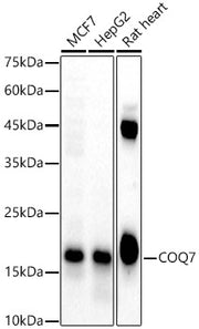 COQ7 Rabbit pAb
