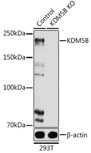 [KO Validated] KDM5B Rabbit pAb