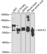 AHCYL1 Rabbit pAb