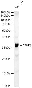 CFHR3 Rabbit pAb