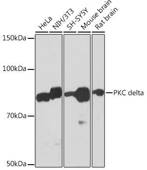 PKC delta Rabbit mAb