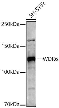 WDR6 Rabbit pAb