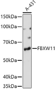 FBXW11 Rabbit pAb