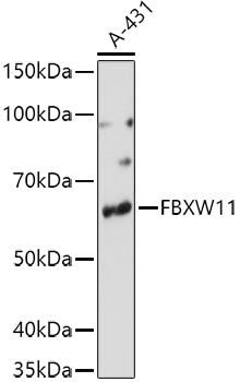 FBXW11 Rabbit pAb