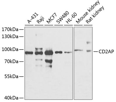 CD2AP Rabbit pAb