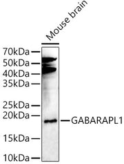 GABARAPL1 Rabbit pAb