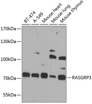 RASGRP3 Rabbit pAb