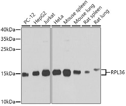RPL36 Rabbit pAb