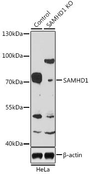 [KO Validated] SAMHD1 Rabbit pAb