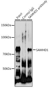 [KO Validated] SAMHD1 Rabbit pAb