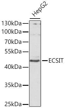 ECSIT Rabbit pAb
