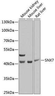 SNX7 Rabbit pAb