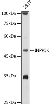 INPP5K Rabbit pAb