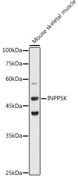 INPP5K Rabbit pAb