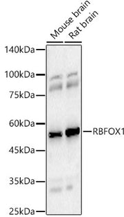 RBFOX1 Rabbit pAb