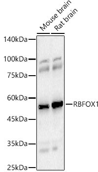 RBFOX1 Rabbit pAb