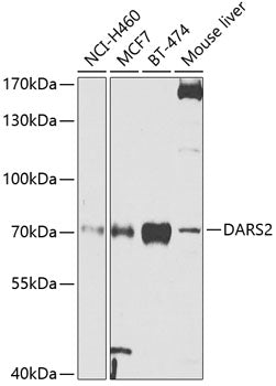 DARS2 Rabbit pAb