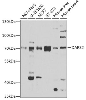 DARS2 Rabbit pAb