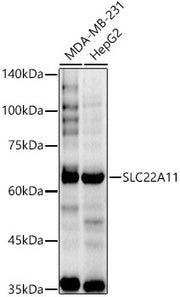 SLC22A11 Rabbit pAb