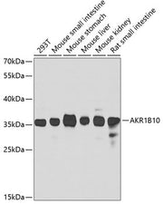 AKR1B10 Rabbit pAb