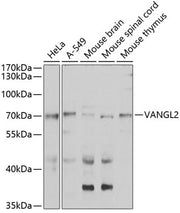 VANGL2 Rabbit pAb