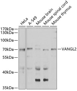 VANGL2 Rabbit pAb