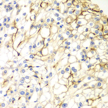 VANGL2 Rabbit pAb