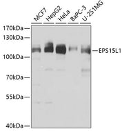 EPS15L1 Rabbit pAb