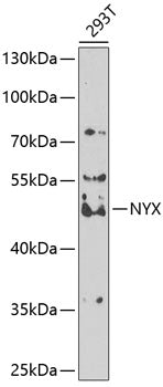 NYX Rabbit pAb
